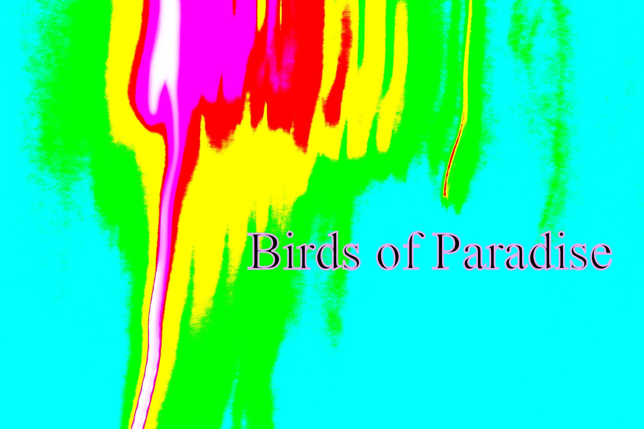 Birds of Paradise - Cosmic Art Card
