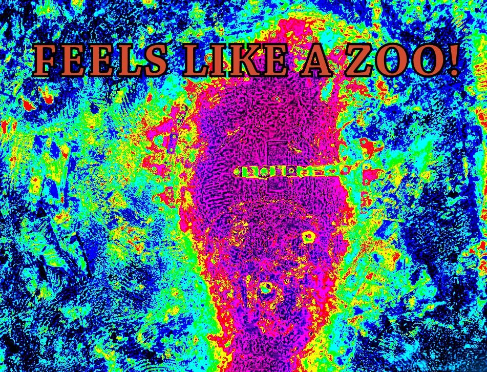 FEELS LIKE A ZOO - Cosmic Art Card