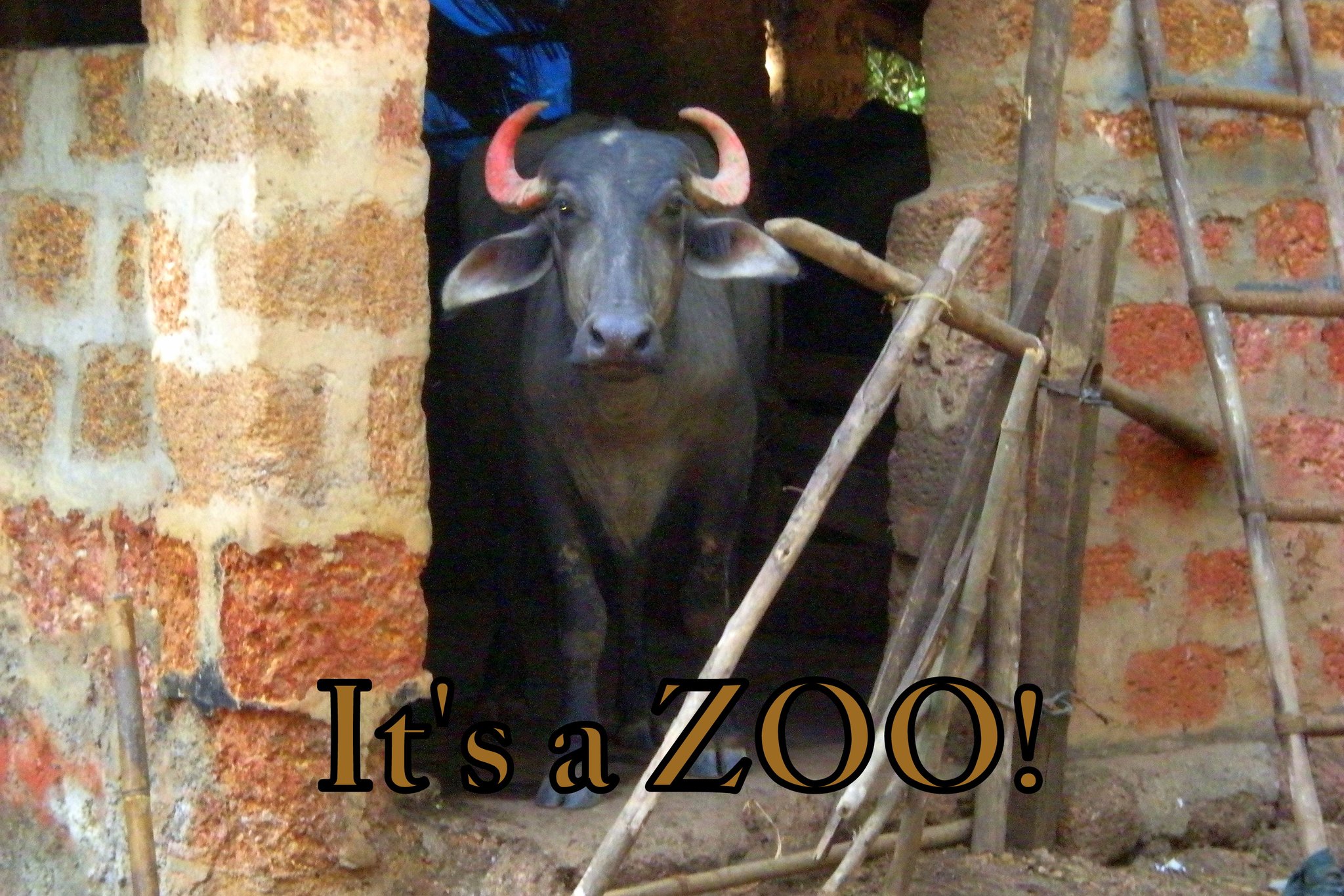 Its a ZOO - Cosmic Art Card